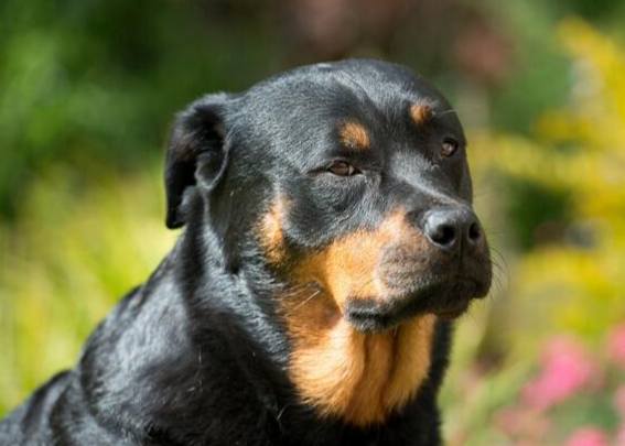 羅威納攻擊性 羅威納攻擊性