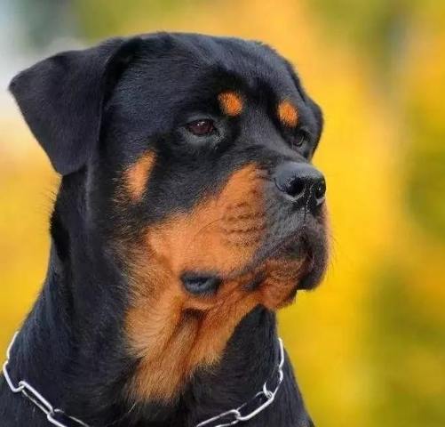 羅威納危險 羅威納危險