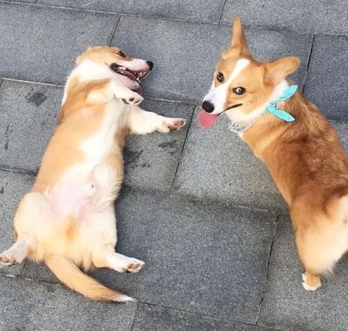 威尔士柯基犬性格