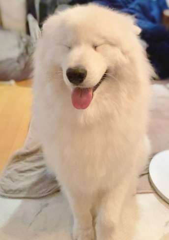 大型白狗飼養 大型白狗飼養