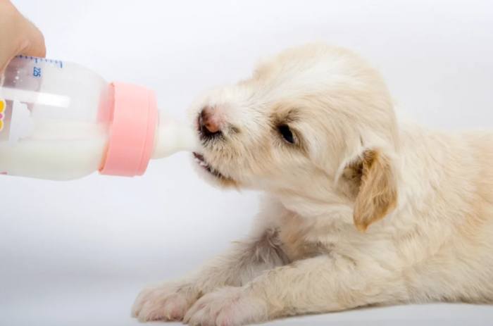 狗喝牛奶安全嗎 狗喝牛奶安全嗎