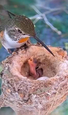 超幼鳥餵食技巧