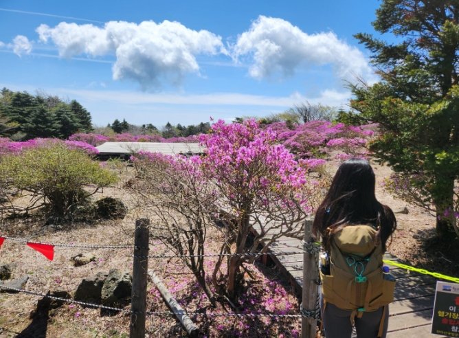 漢拏山登山交通 漢拏山登山交通