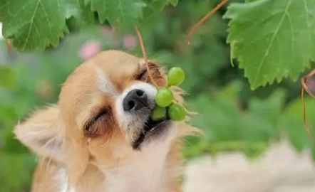 狗吃葡萄中毒 狗吃葡萄中毒