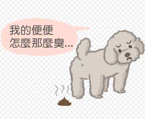 犬隻腸胃炎症狀