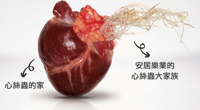 心絲蟲感染症狀 心絲蟲感染症狀