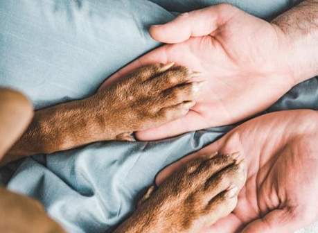 狗狗居家護理 狗狗居家護理