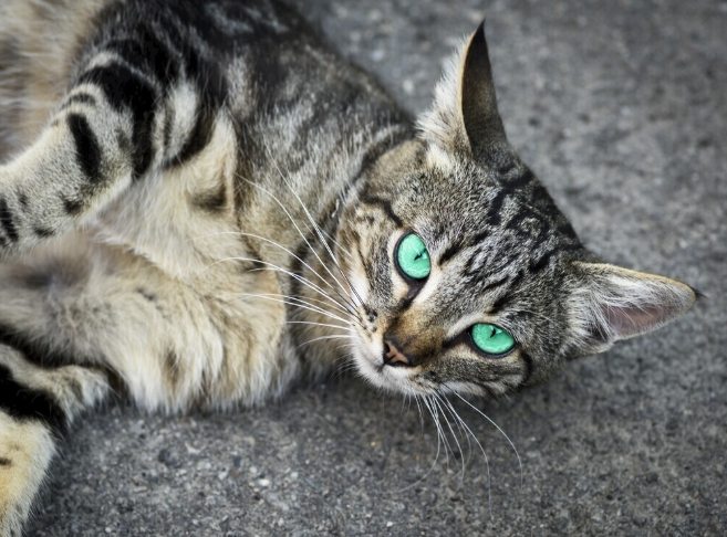 心絲蟲預防方法