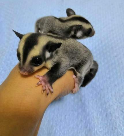 飛鼠餵食 飛鼠餵食