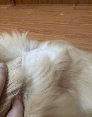 狗狗脂肪瘤症狀 狗狗脂肪瘤症狀