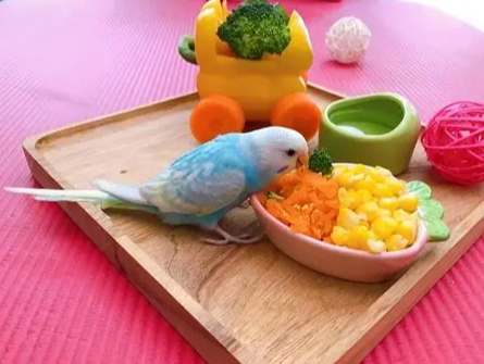 鸚鵡飲食禁忌