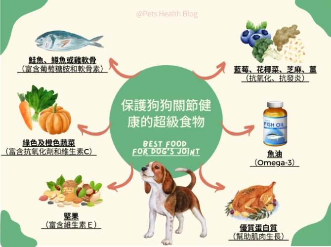 狗狗腎臟病飲食管理