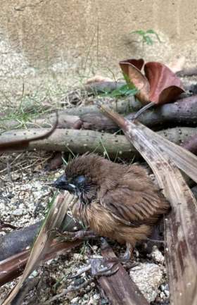 受傷鳥類處理 受傷鳥類處理