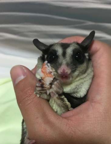 蜜袋鼯寶寶飲食