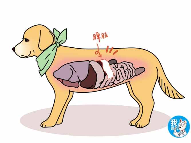 狗腸胃出血 狗腸胃出血