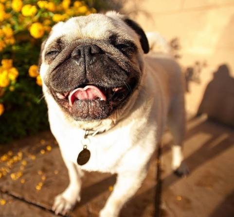 狗便血原因 狗便血原因