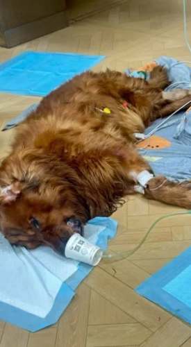 狗休克急救 狗休克急救