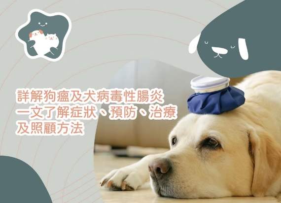 犬隻腸胃炎症狀
