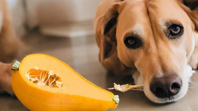 胰臟炎狗狗南瓜