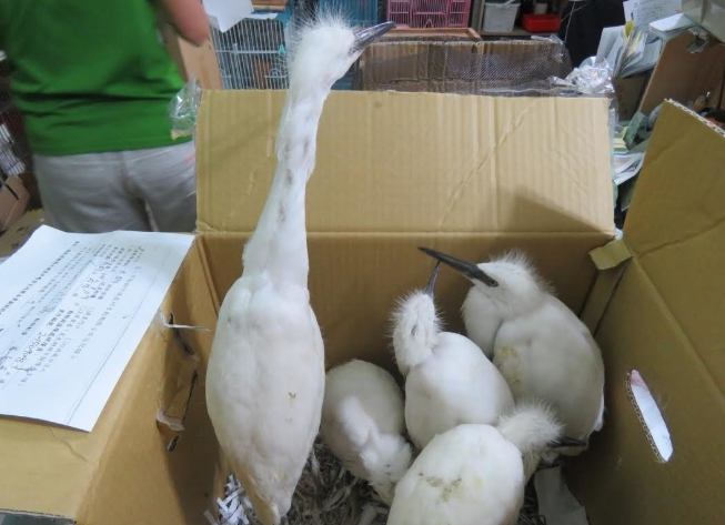 受傷鳥類處理 受傷鳥類處理