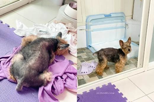 狗狗腎衰竭護理