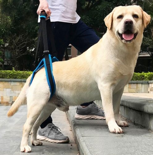 狗後腿無力治療