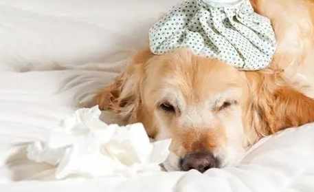 狗狗居家護理 狗狗居家護理