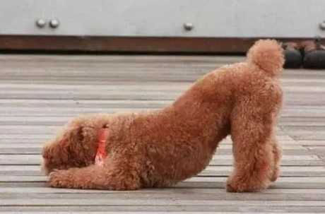 狗弓背走路原因