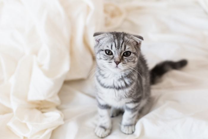 貓腎衰竭存活時間 貓腎衰竭存活時間