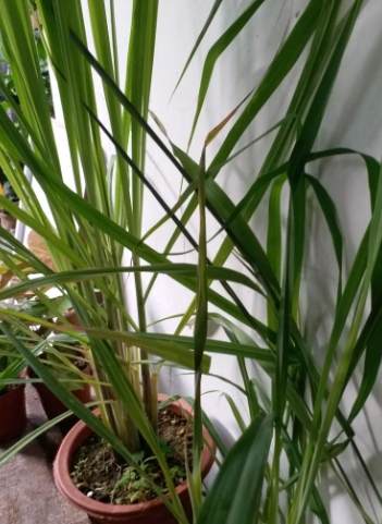 狗食香茅安全 狗食香茅安全