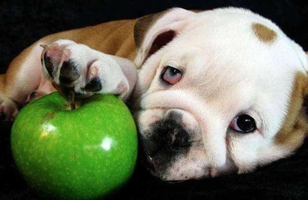 西洋梨對狗有害嗎 西洋梨對狗有害嗎