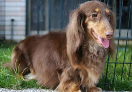 臘腸狗飼養指南 臘腸狗飼養指南