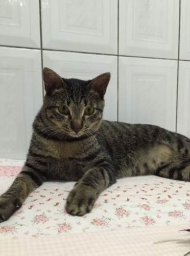 虎斑貓遺傳概率