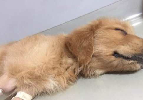 狗狗血便原因 狗狗血便原因