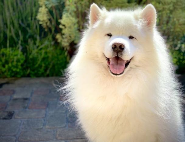 白色犬種推薦 白色犬種推薦