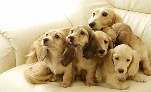 腎指數高飲食原則