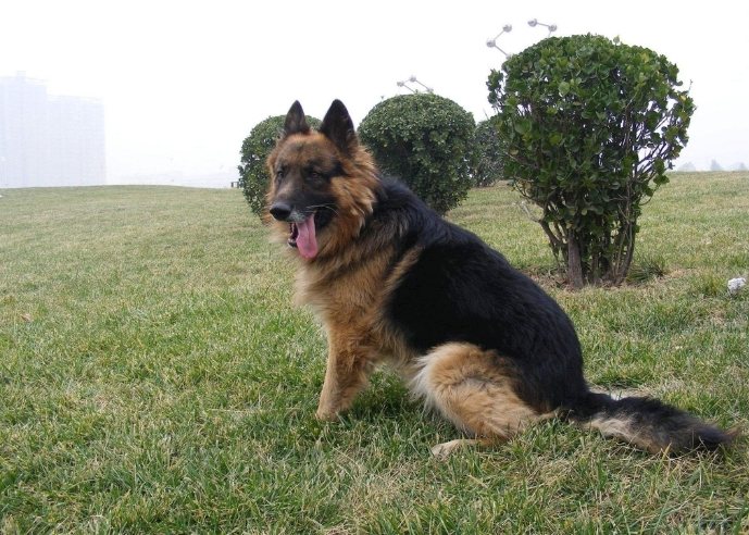 狗狗抽筋怎麼辦