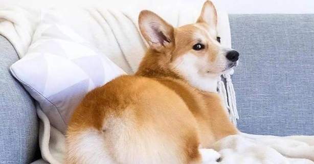 狗狗夾尾巴原因