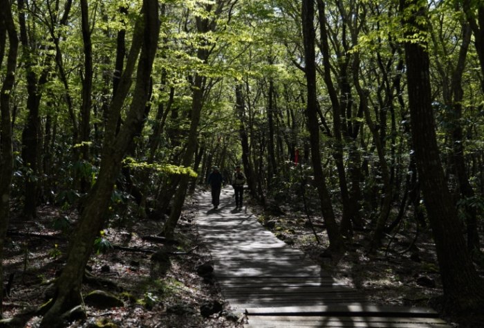 濟州島交通 濟州島交通