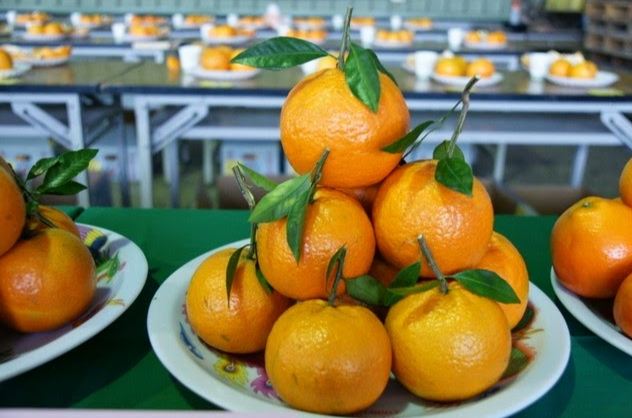 卓蘭水果種類 卓蘭水果種類