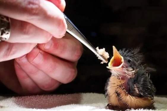 幼鳥餵食注意事項