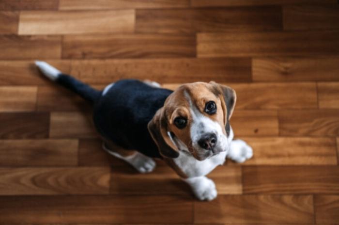 小型犬寿命 小型犬寿命