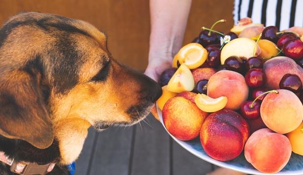 狗葡萄致死劑量 狗葡萄致死劑量