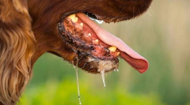 寵物護理 寵物護理