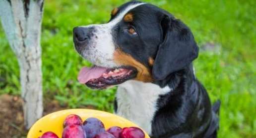 狗狗吃李子安全嗎