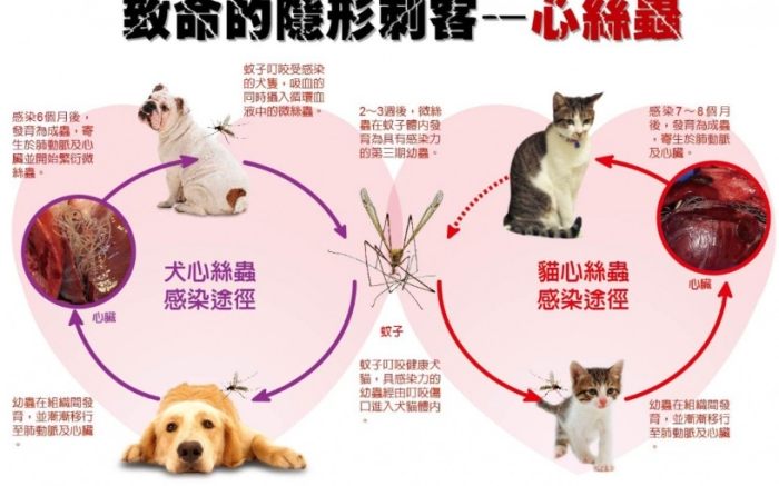 心絲蟲預防方法