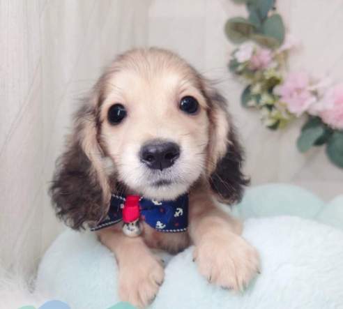 臘腸狗飼養指南 臘腸狗飼養指南