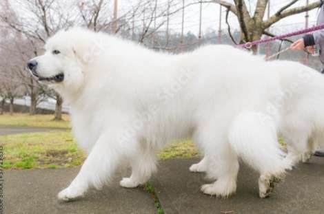 大型白狗飼養 大型白狗飼養