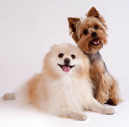 寵物積水治療 寵物積水治療