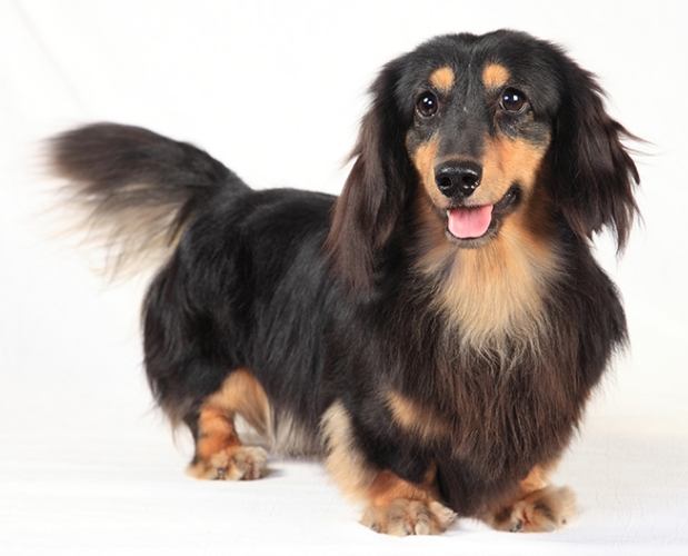 長毛臘腸狗聰明嗎 長毛臘腸狗聰明嗎